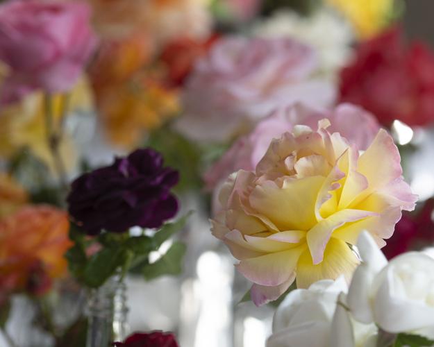 Gather Roses Rose enthusiasts gather for annual festival | Agriculture | goskagit.com