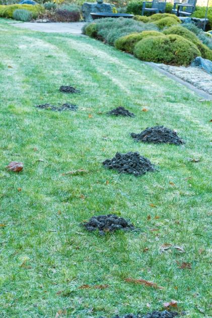 Ask The Master Gardener Holes Signal Troublemakers May Be In Your Yard Home And Garden Goskagit Com