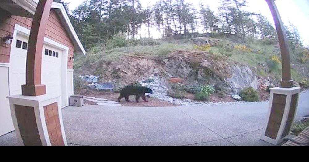 Black bear wandering Anacortes forest lands; likely same bear that was