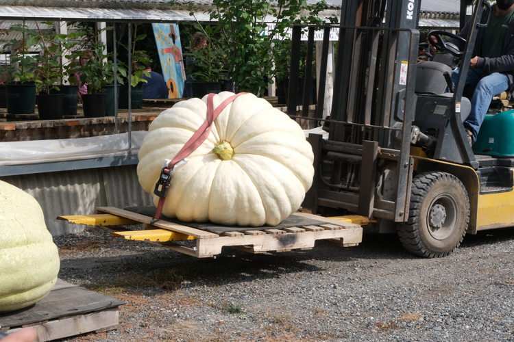 Forklift Pumpkin.png
