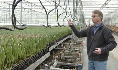 The business of tulips | News | goskagit.com