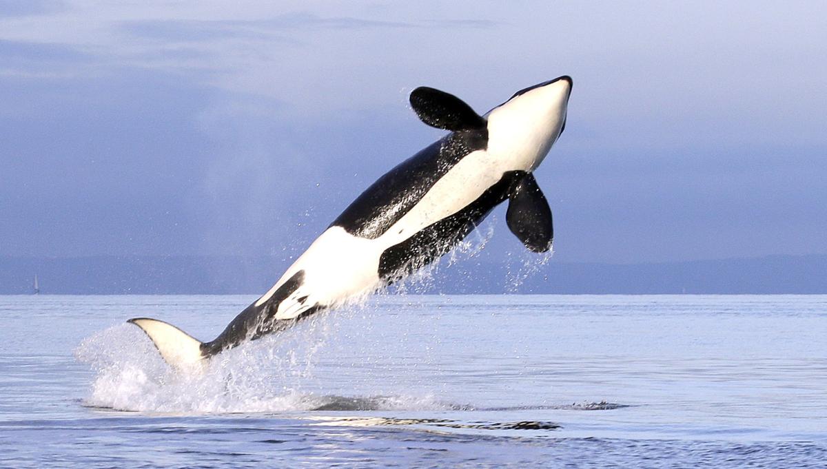 Feds Propose Major Habitat Protections For Orca Whales Goskagit Com