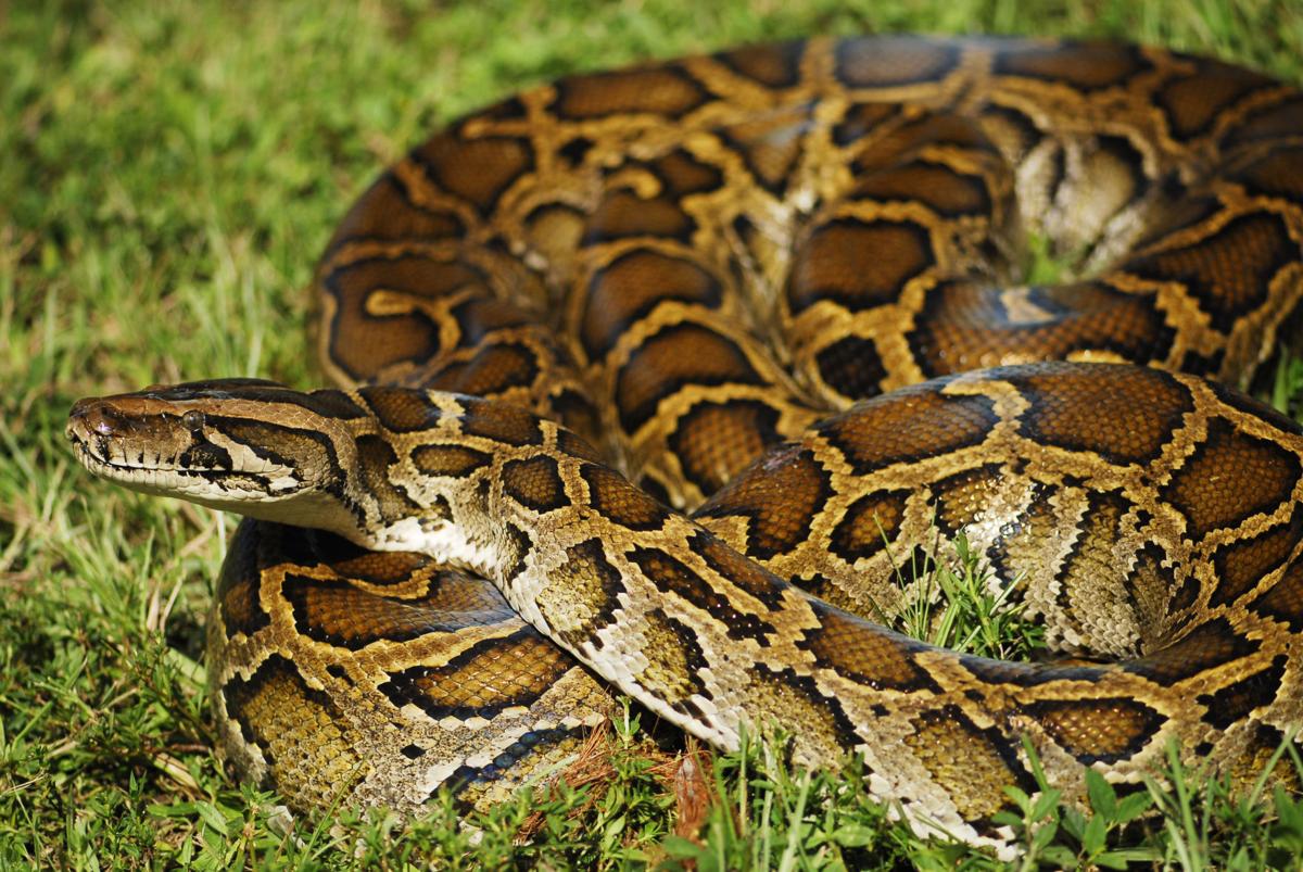 Ask the Master Gardener: Top ten U.S. invasive species — They adapt ...