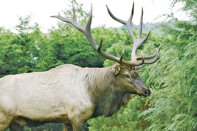 Bruiser, Whidbey Island’s lone elk