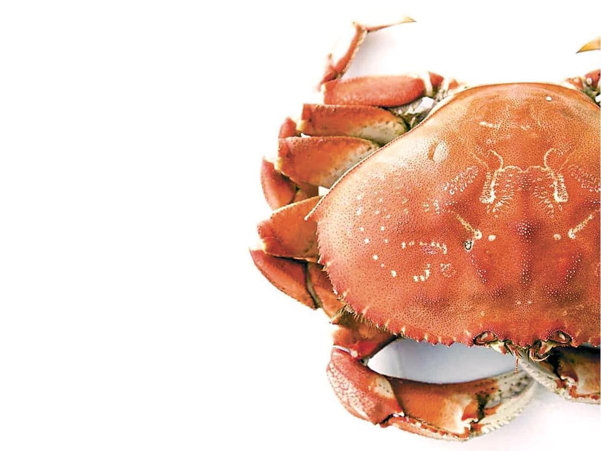 Get Cracking Crabbing Season Opens Thursday News Goskagit Com