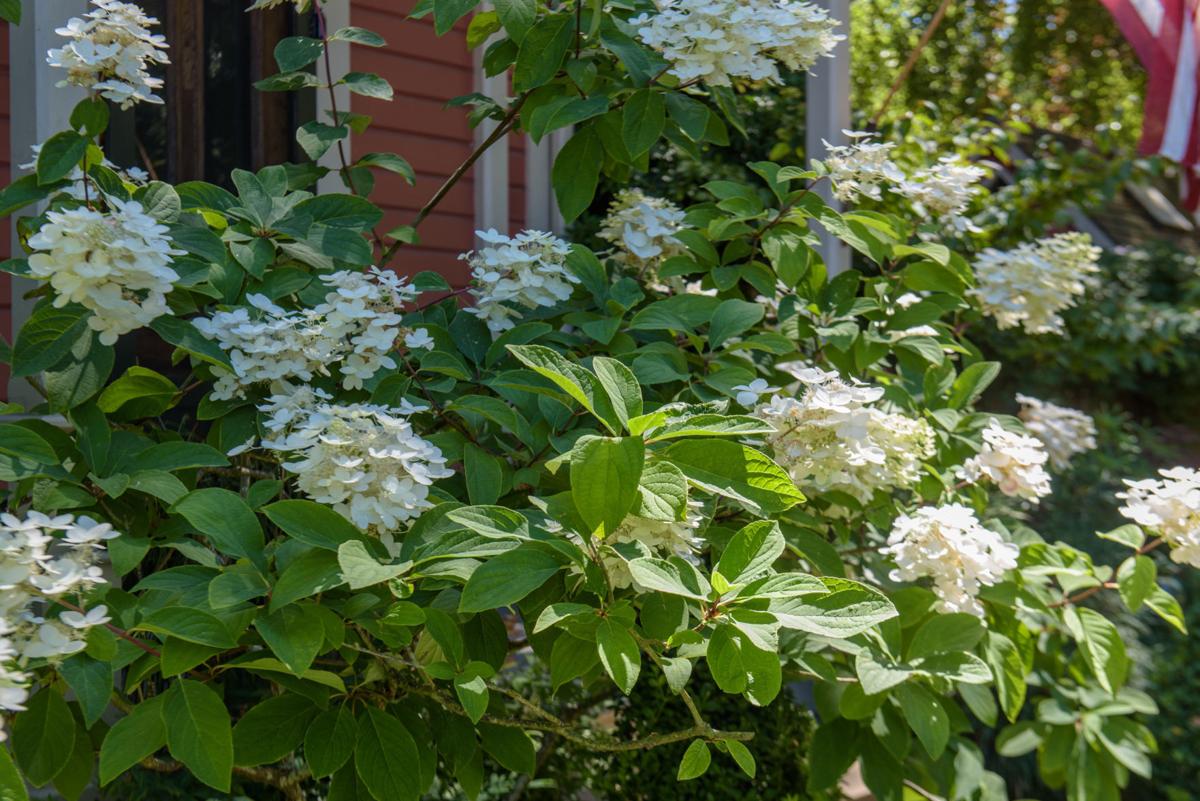 Ask the Master Gardener — Fragrant Shrubs for your yard Home And