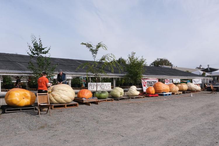 Giant pumpkin event held in Skagit County | Food | goskagit.com