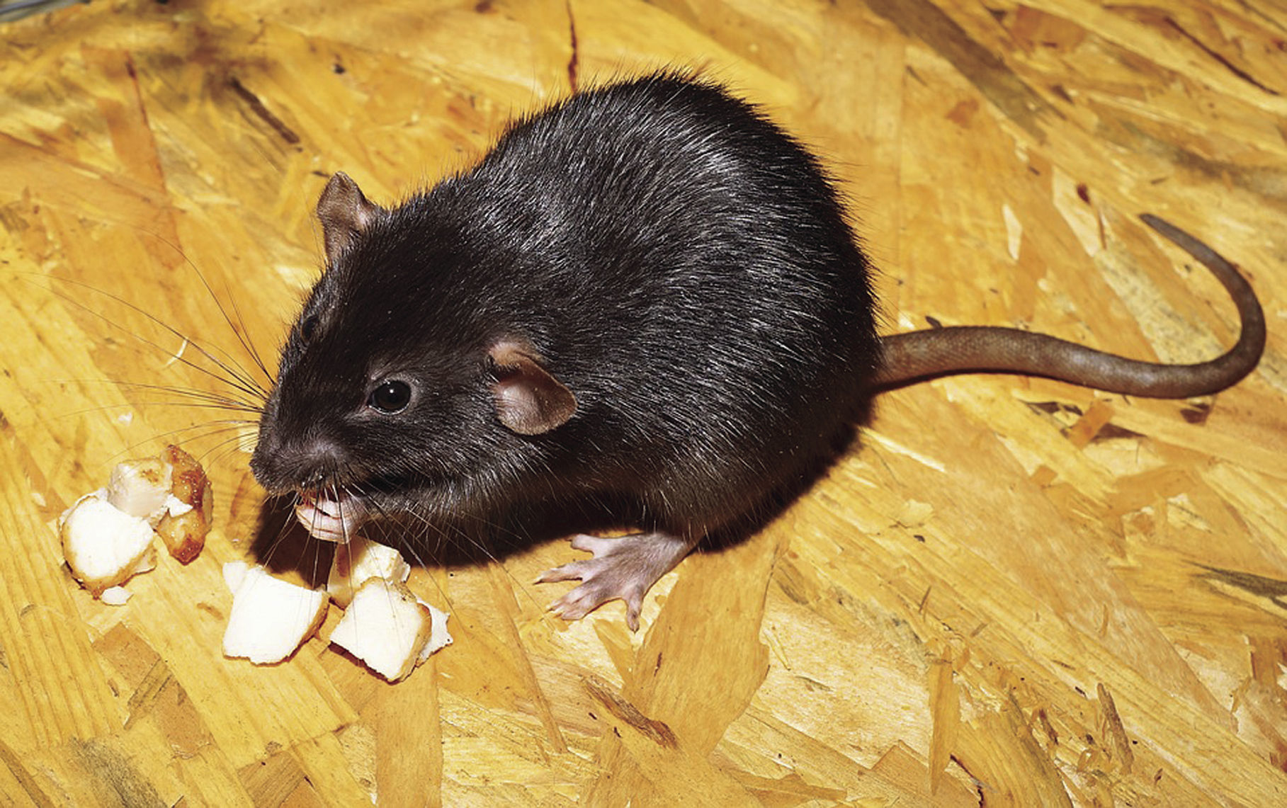black rat pet