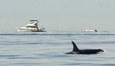 Terrell orca whale photo 2011