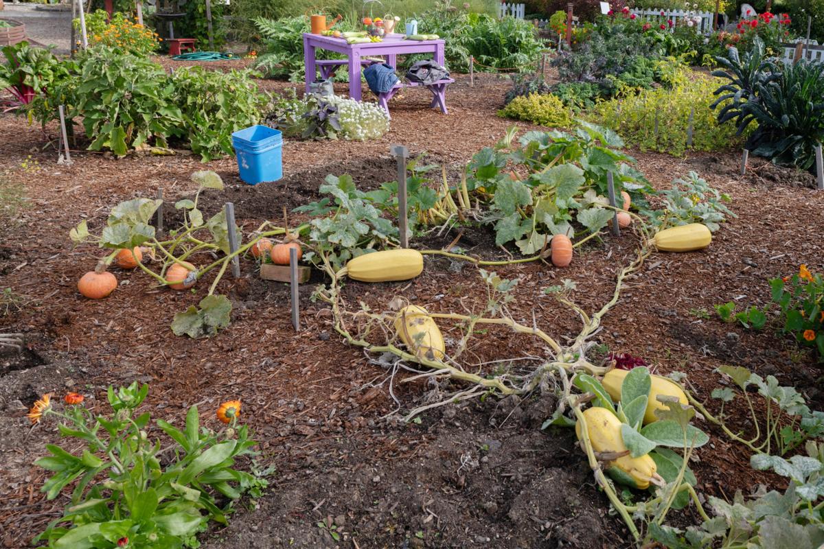 Ask The Master Gardener Winter Squash Entertainment Goskagit Com