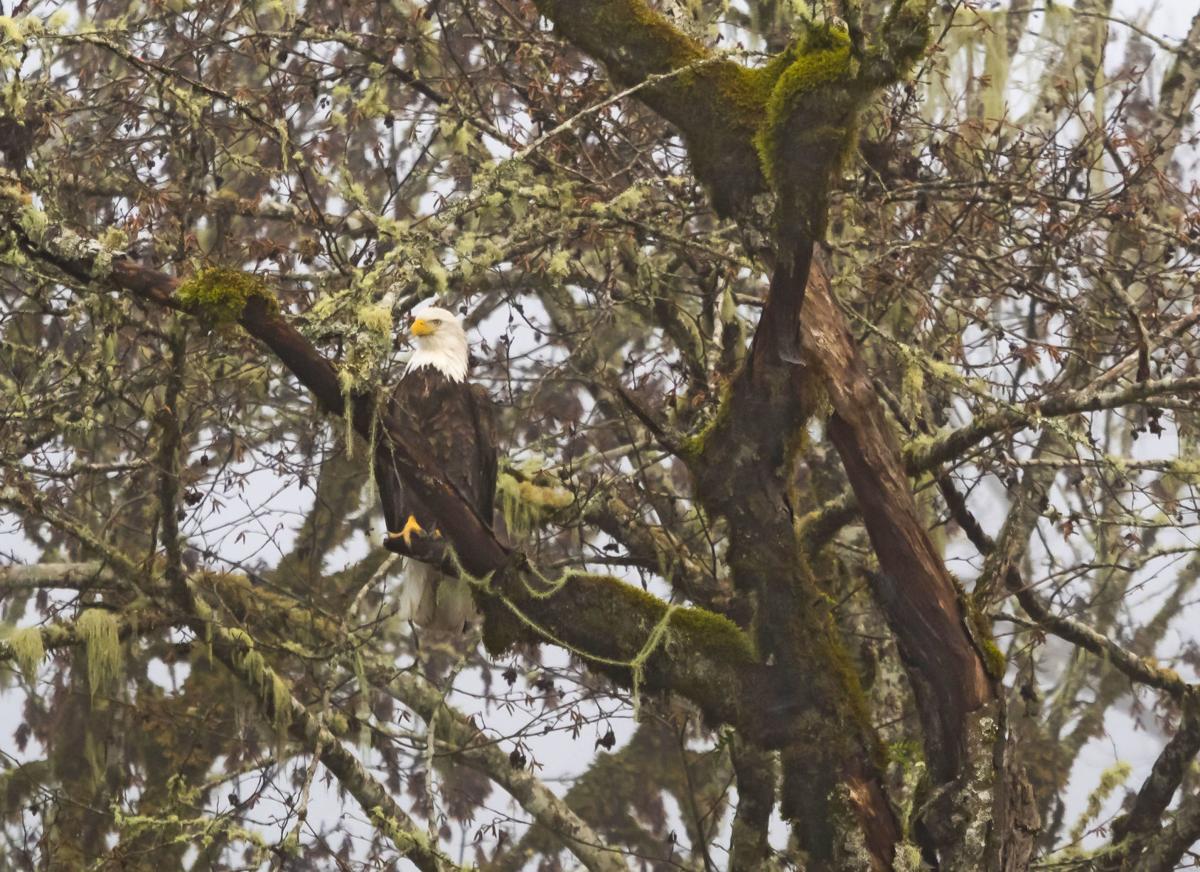 2019 Skagit Eagle Festival begins this week Entertainment