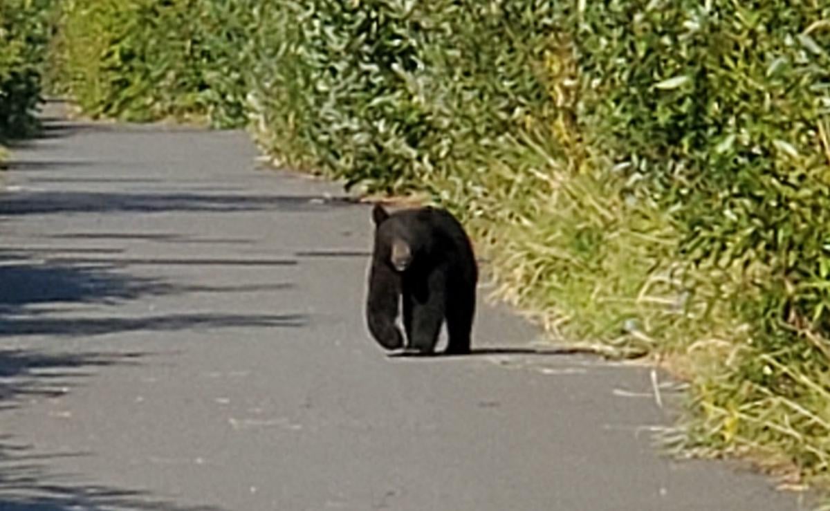 Bear Sightings In Ohio 2022 Map