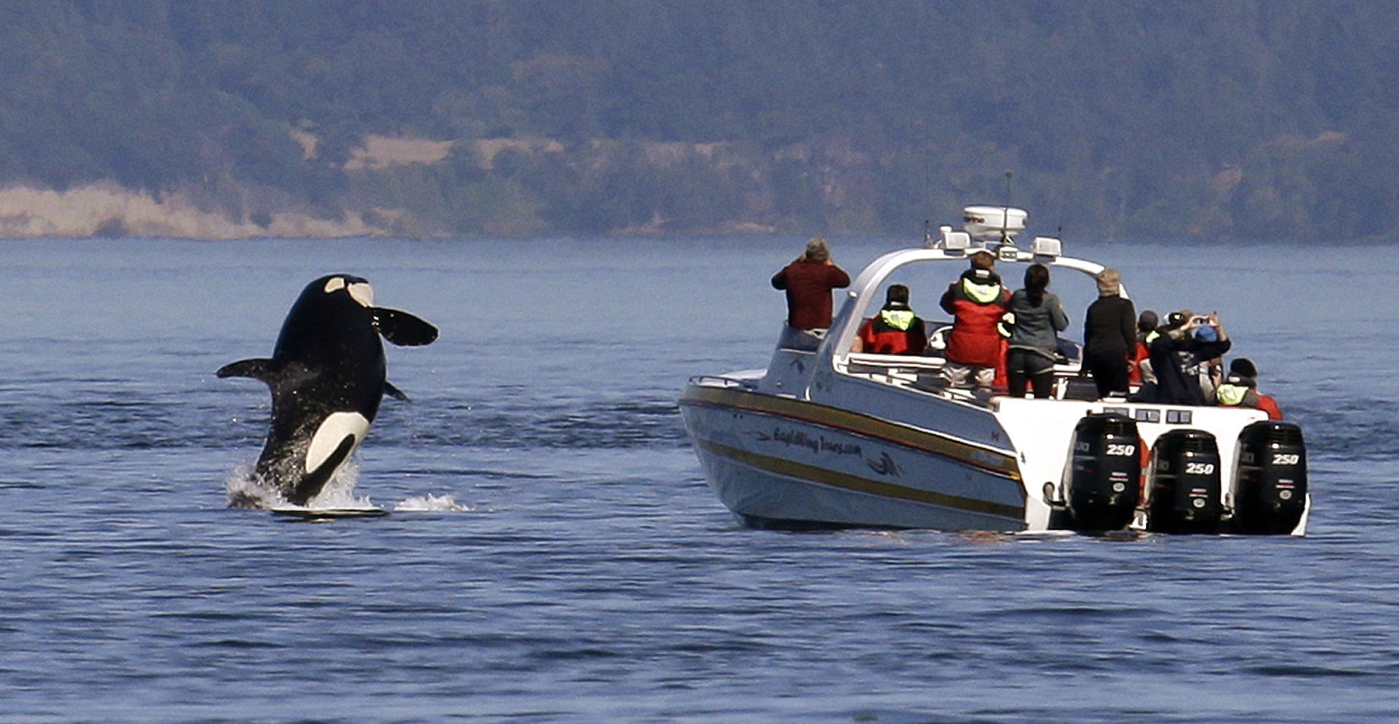 Whale watching rules to take effect in new year - Vimarsana News