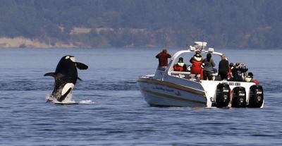 Saving Orcas Boat Tours