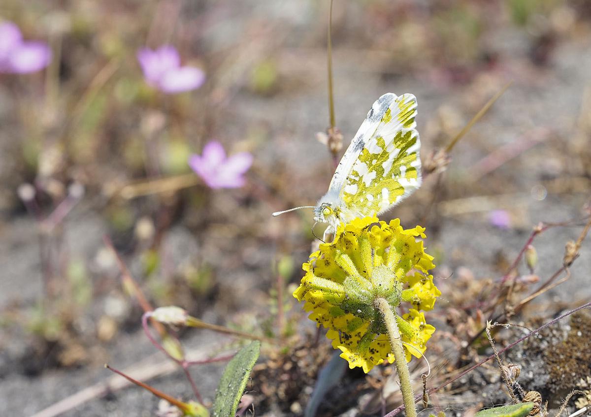 Endangered listing proposed for rare San Juan Island butterfly News