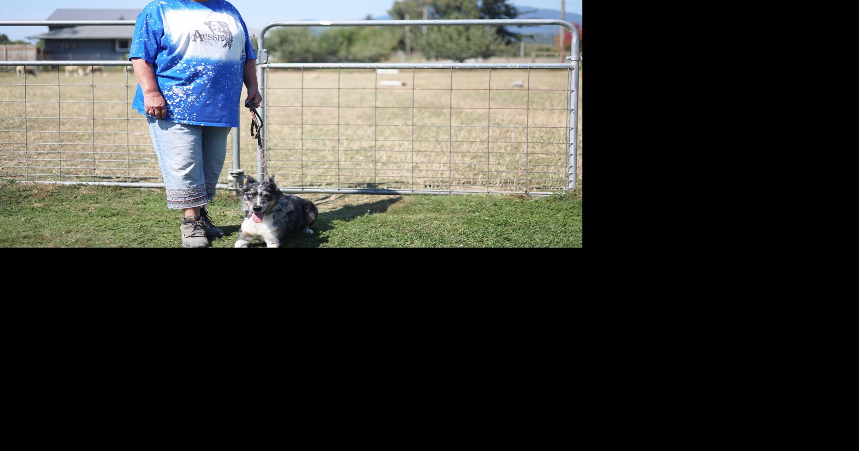 She directs, they herd: Jan Wesen's stock dogs
