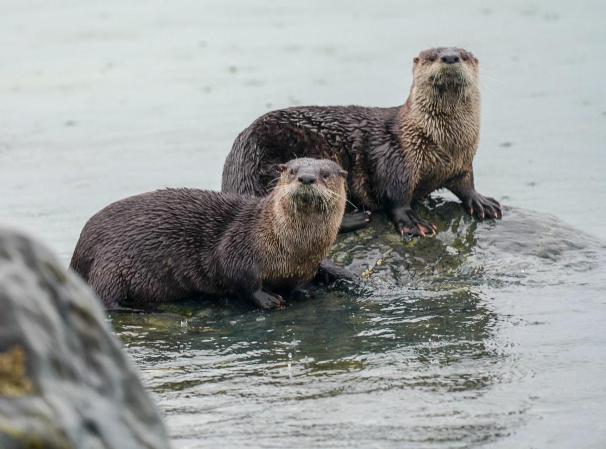 Whidbey Island Study Takes A Look At Area Otters News
