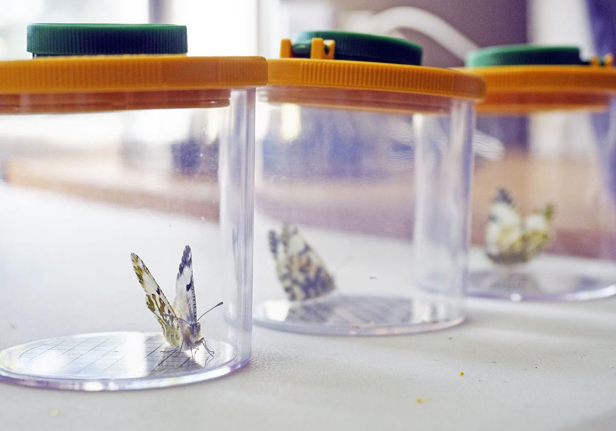 Island butterfly earns endangered species listing Local News