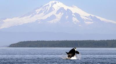 Open Or Closed Restaurants In The San Juan Islands Updated April 9