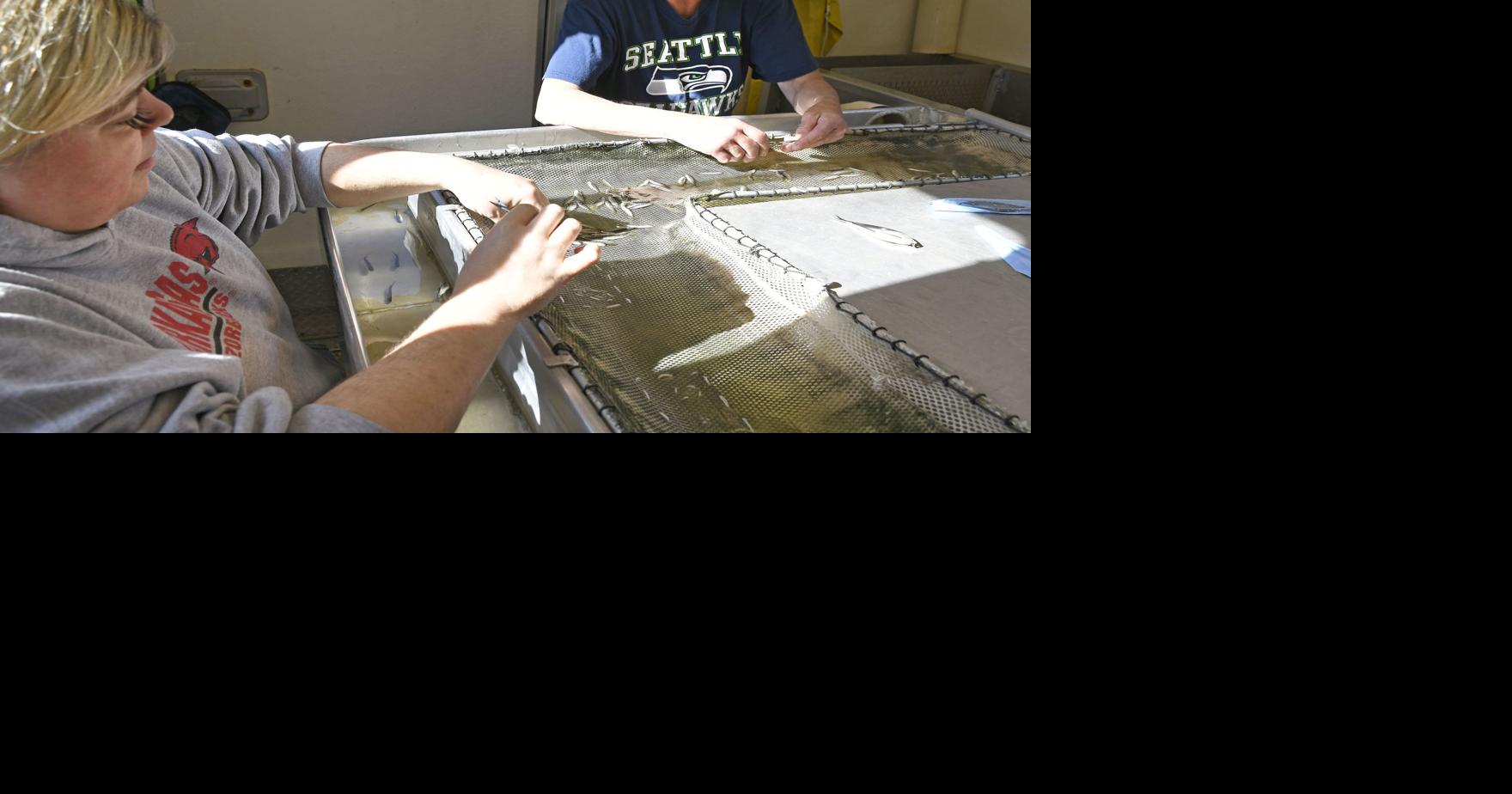 Samish Hatchery preparing salmon for orcas Local News