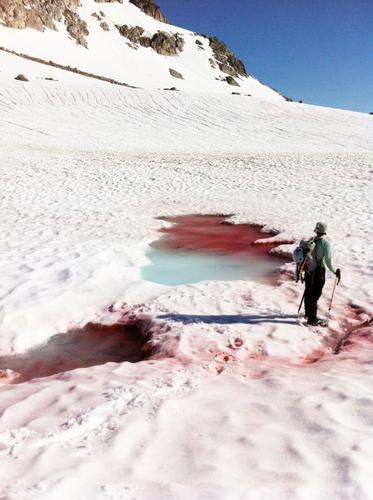 Hikers help WWU biologist collect, study watermelon snow