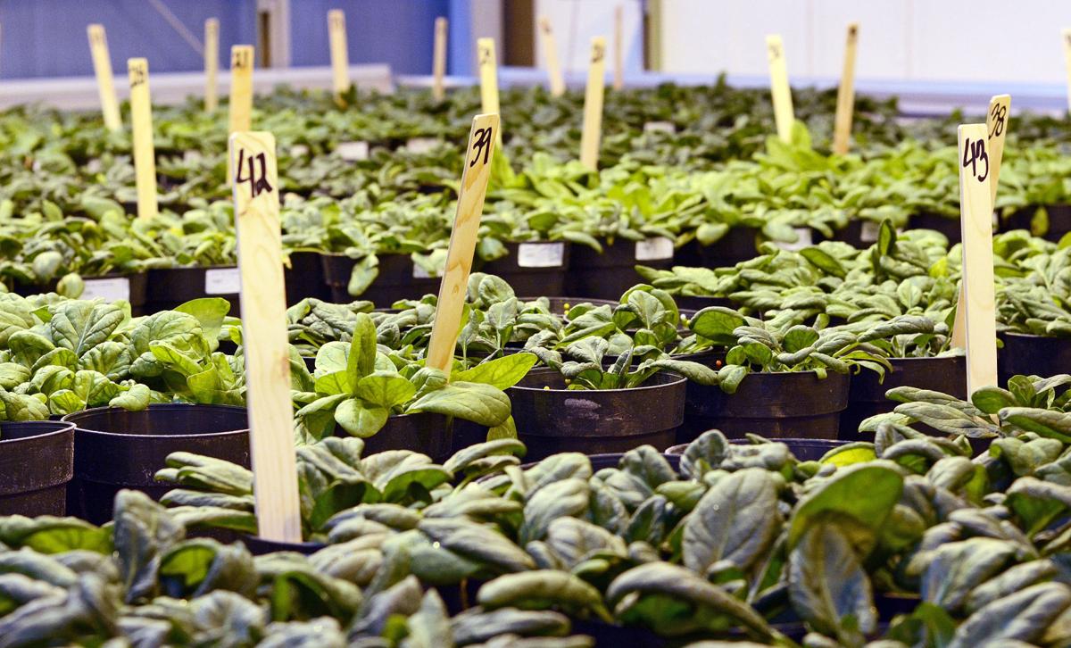 Research Aims To Help Spinach Seed Growers News Goskagit Com Research Aims To Help Spinach Seed Growers News Goskagit Com