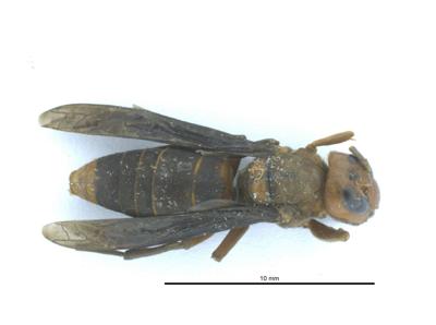 Dead male Asian giant hornet found near Marysville | News ...