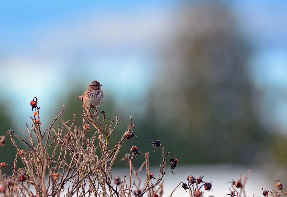 Skagit Audubon Society Hits 40 Years With Christmas Bird Count