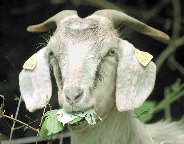 Invasive Blackberries Are No Match For The Chomping Goats News Goskagit Com Invasive Blackberries Are No Match For The Chomping Goats News Goskagit Com