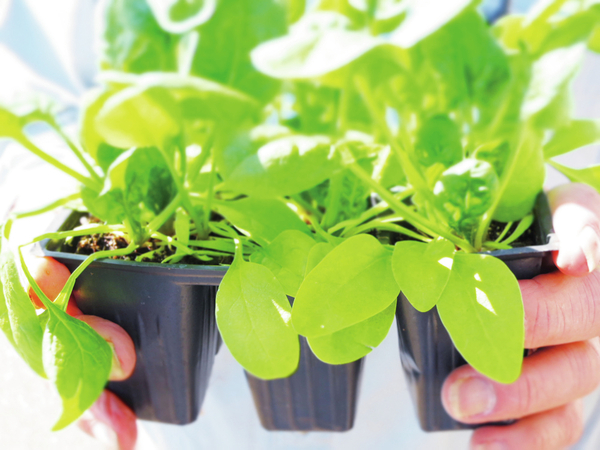 Planting the Vegetable Garden | All Access | goskagit.com