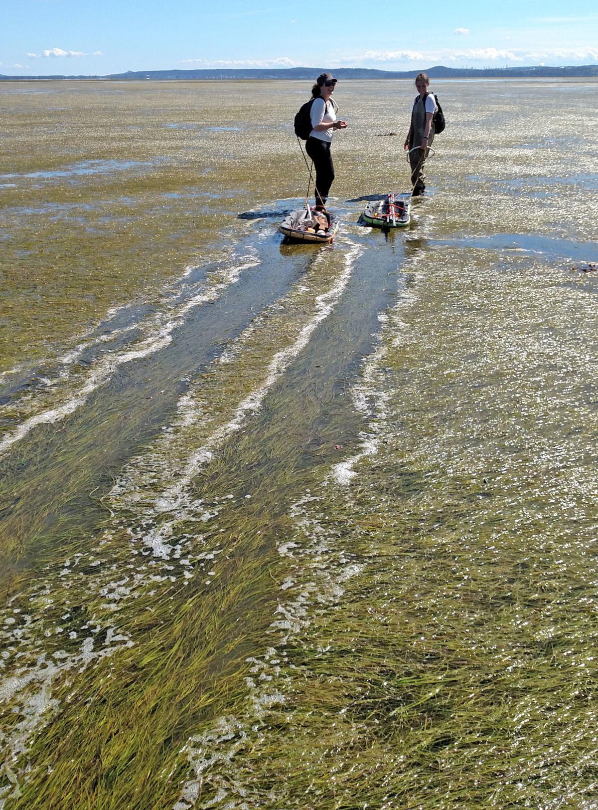 Researchers Probe Into Region S Blue Carbon Local News