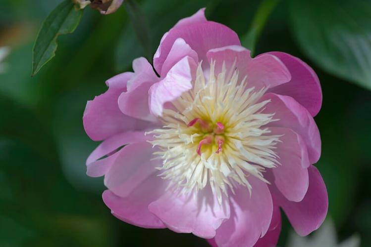 Ask the Master Gardener Spectacular peonies — Low maintenance and