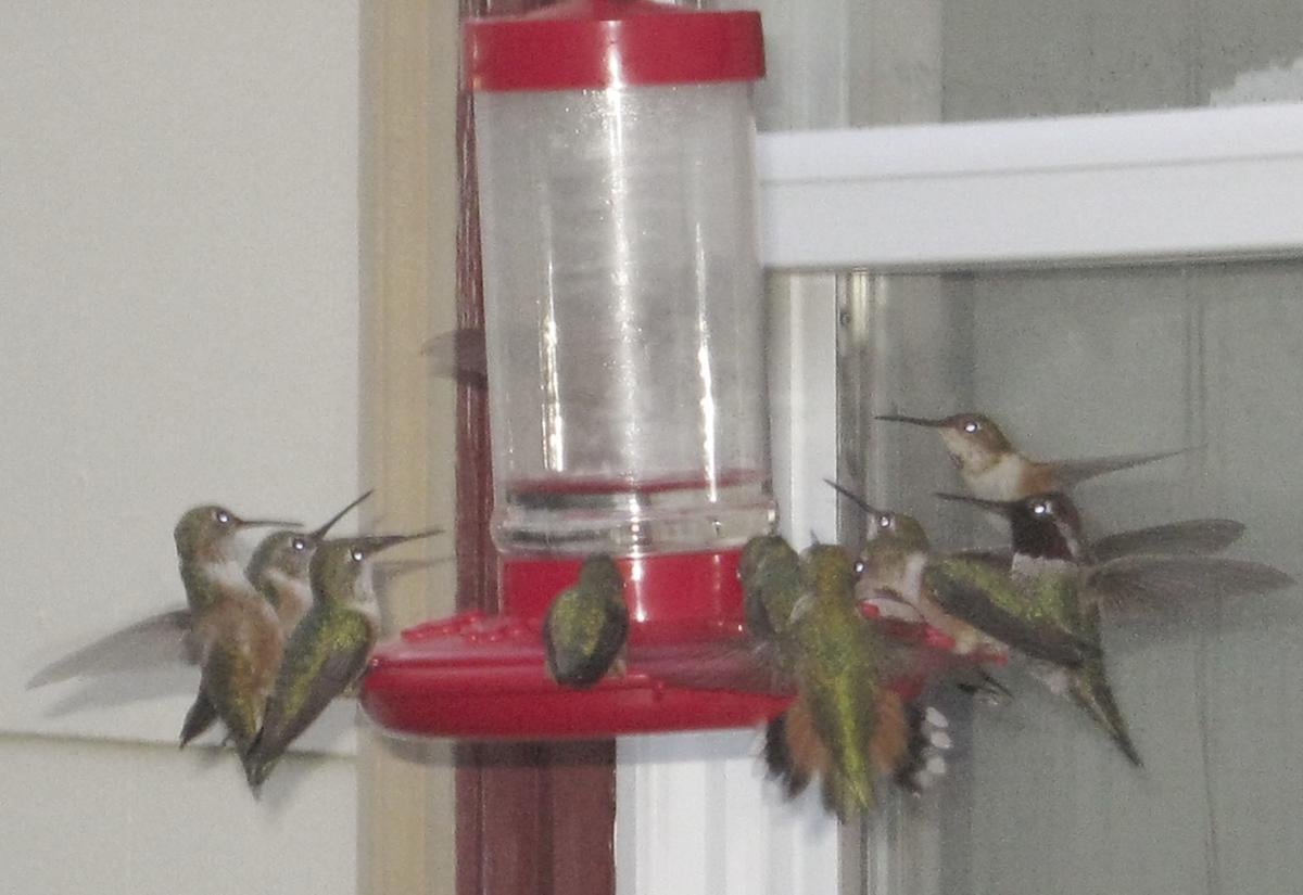 Ask The Master Gardener Jewels In The Garden Hummingbirds