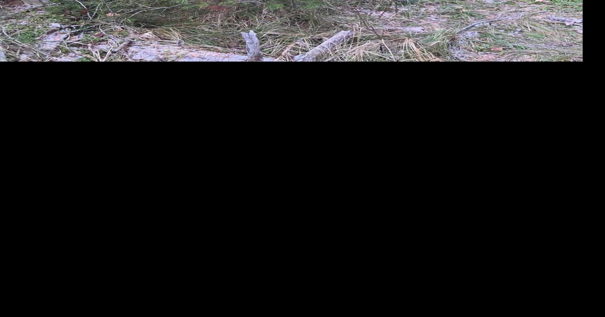 Idaho Christmas tree permits on sale now Northwest