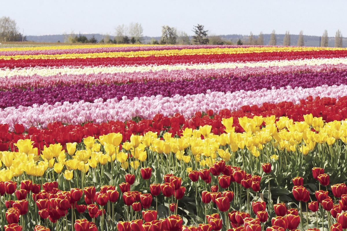 Mt Vernon Tulip Festival 2022