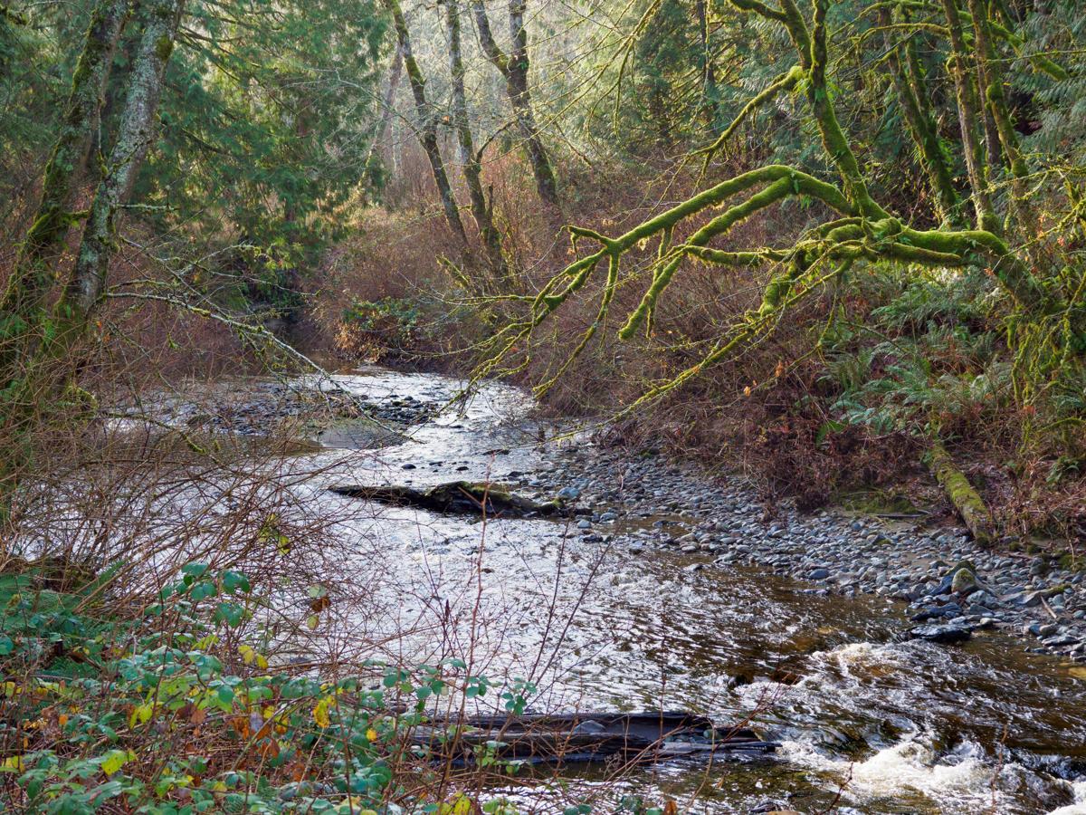 Water Temperature Problem In Local Creeks Regains Attention Local News Goskagit Com Creeks and streams are formed by natural processes that are affected by human influences. water temperature problem in local