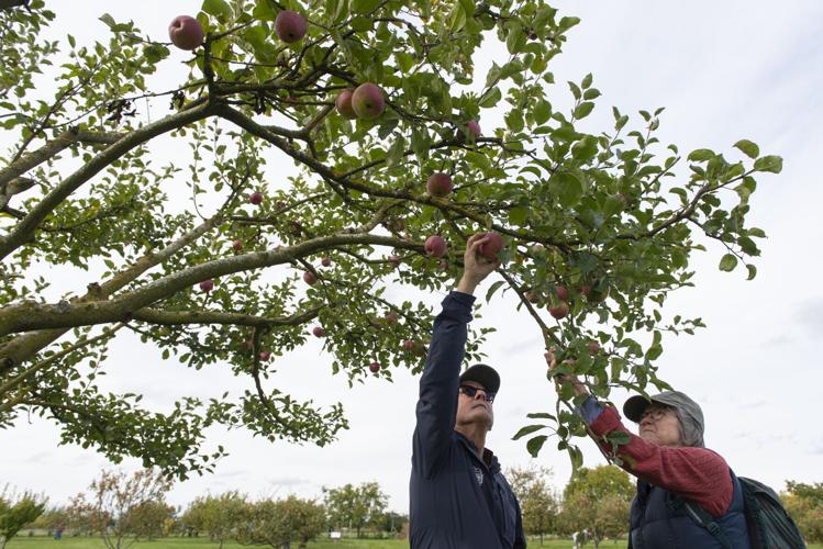 Visitors turn out for Apple and Pear Harvest Day Growskagit