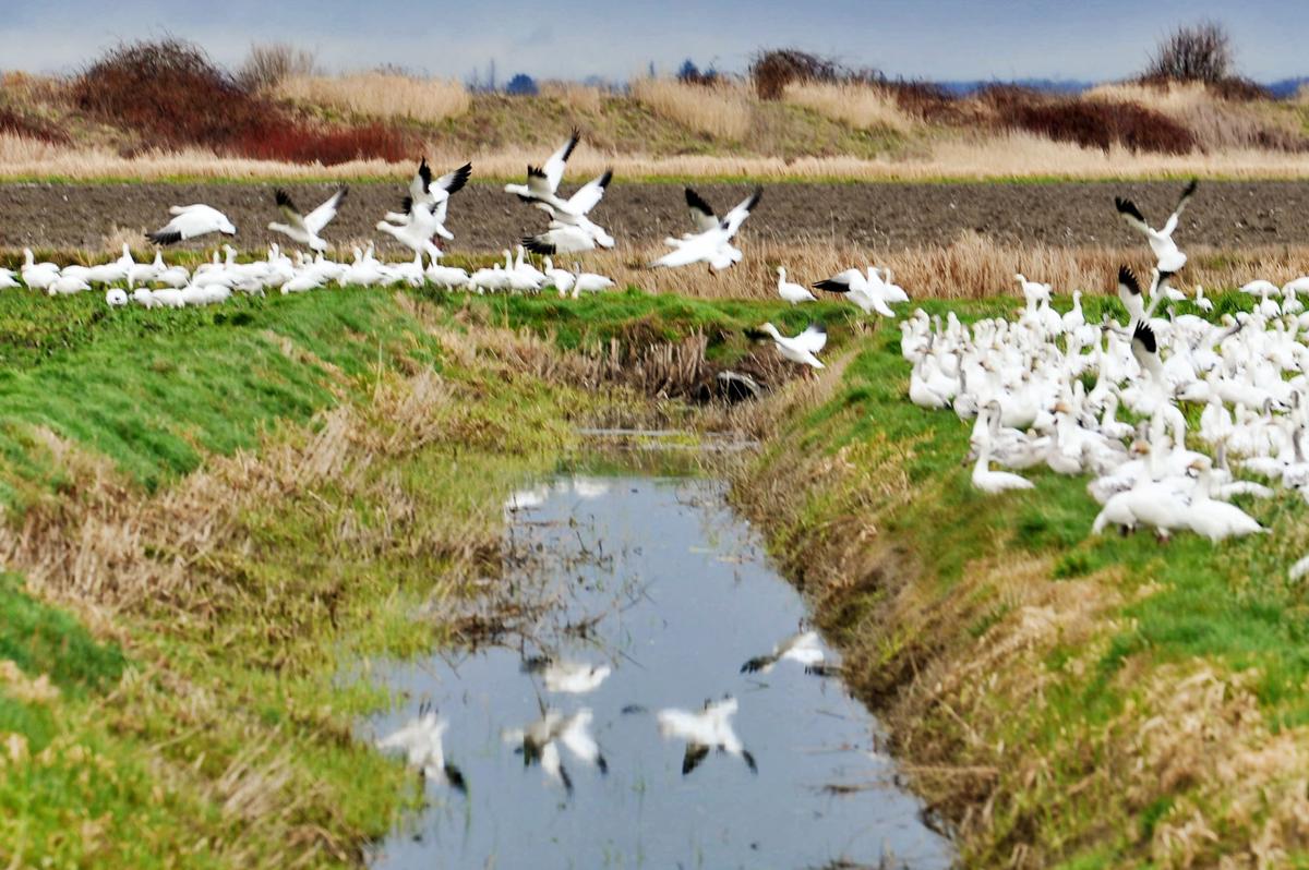 Photo Gallery Snow Goose Festival News Goskagit Com Some snow goose festival news, from our festival director and altacal audubon program chair jennifer patten: photo gallery snow goose festival