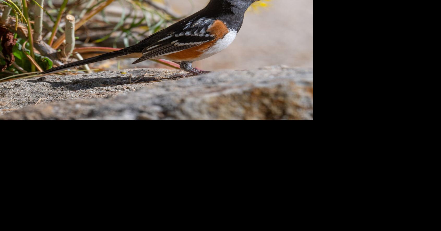 Got to love the towhees!
