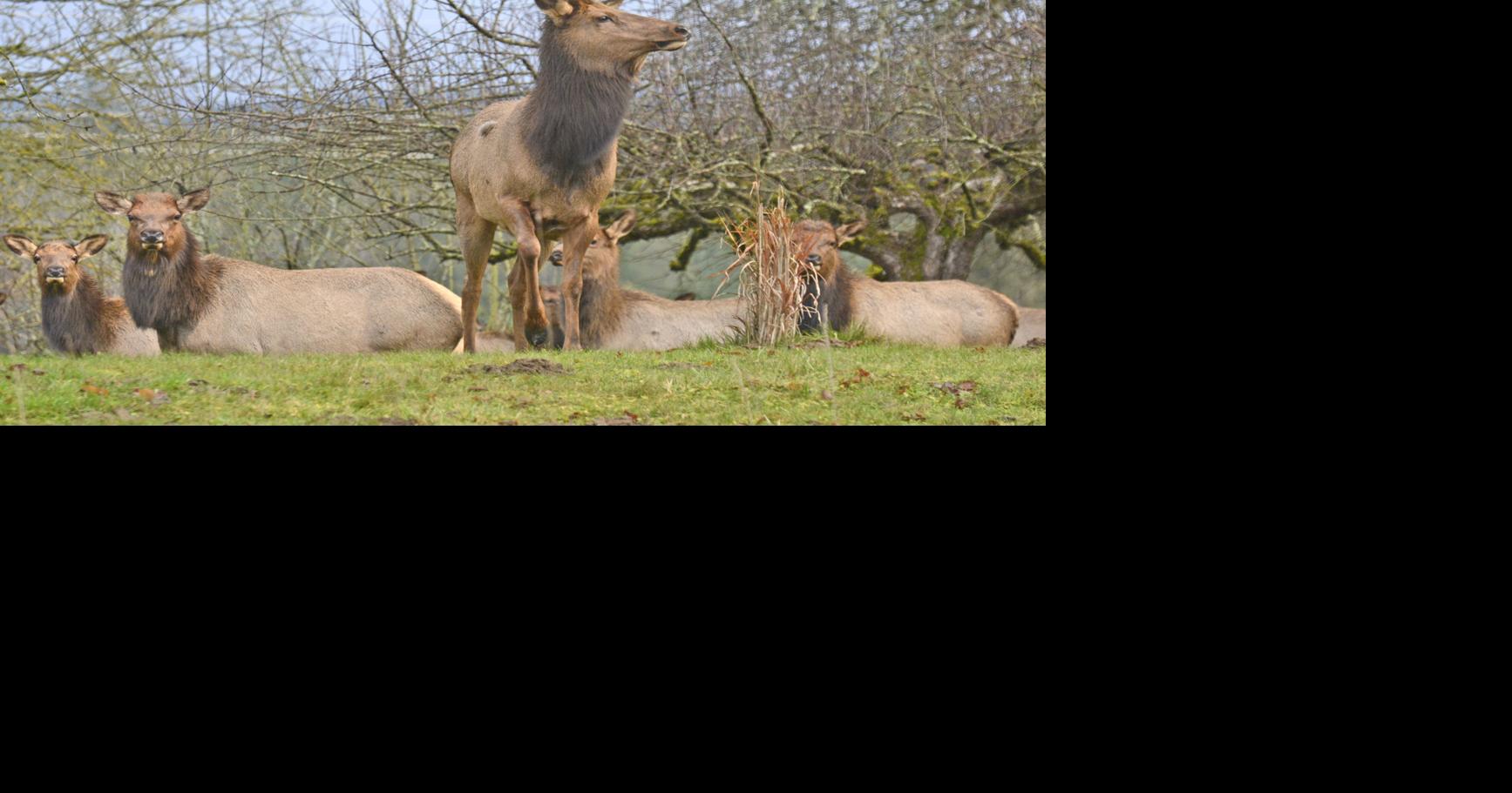 Assessor's Office updates estimated cost of elk damage Local News