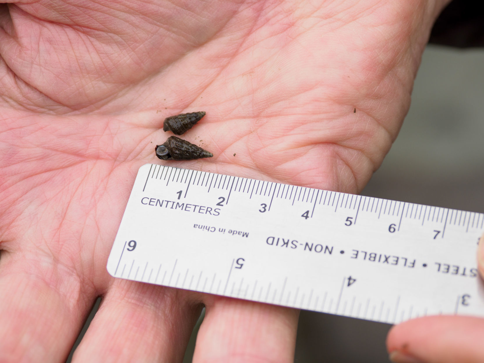 Researchers take new look at longtime non-native snails in Padilla