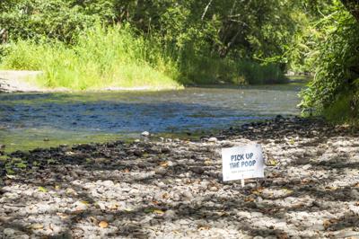Samish River pollution