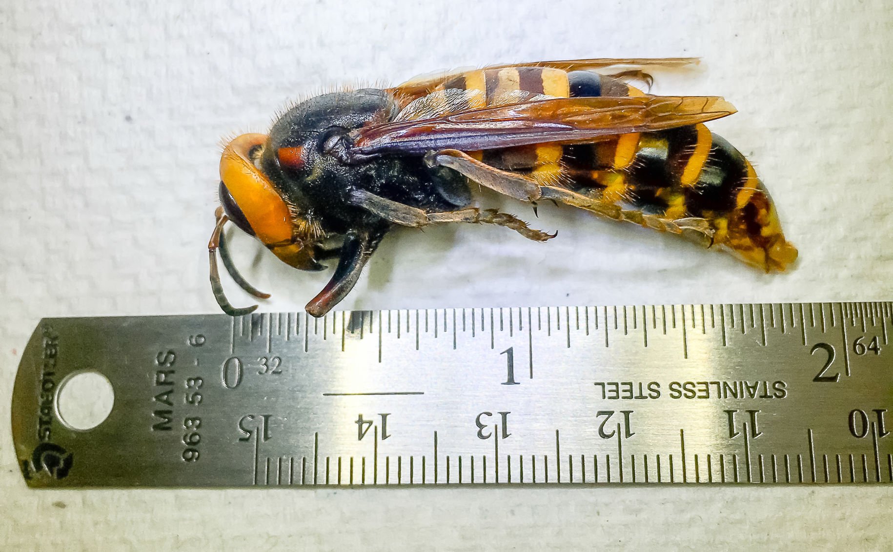 Trapping Continues For The Asian Giant Hornet Local News Goskagit Com   5f4052a7839ec.image 