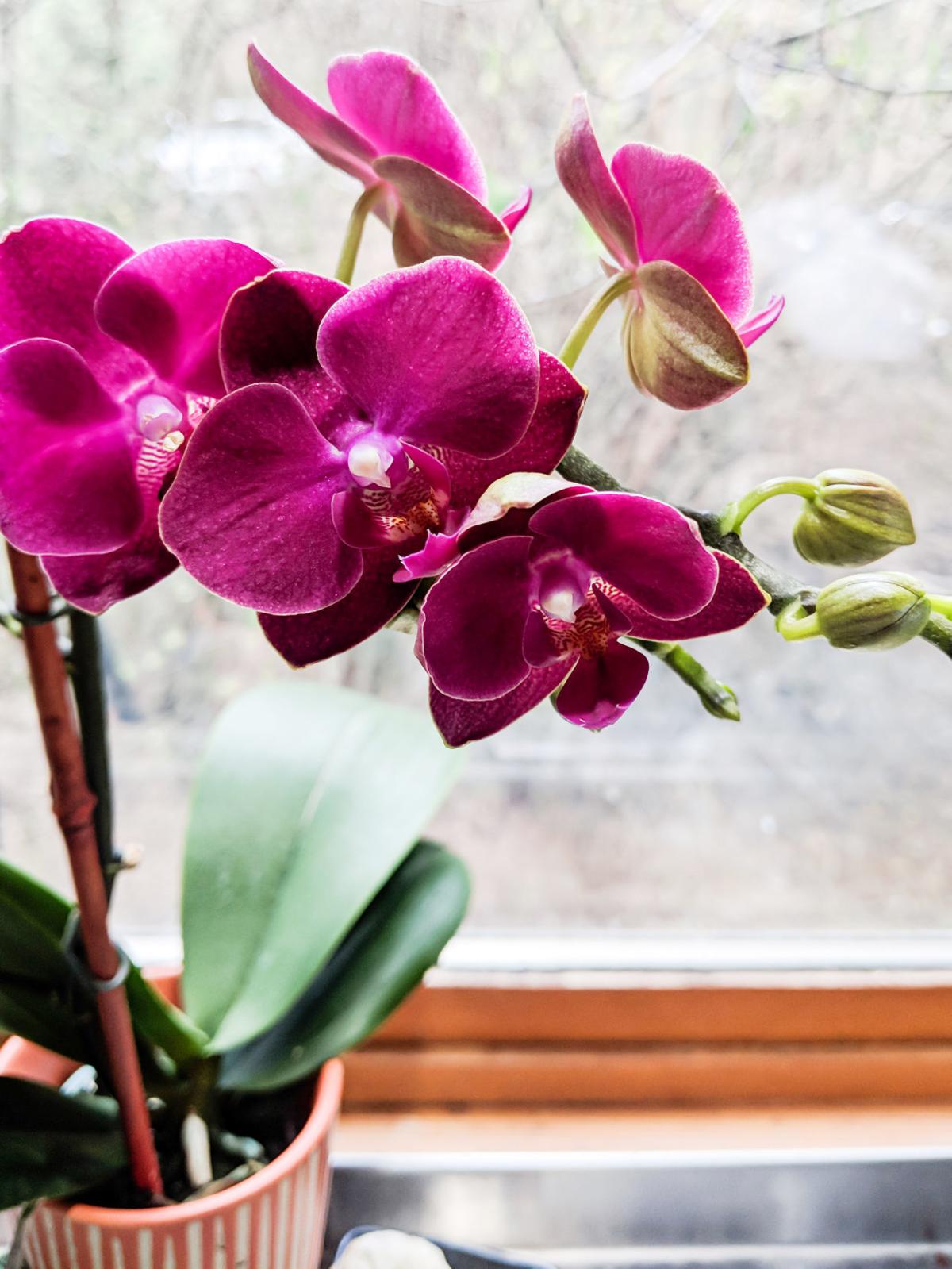 Holiday Gift Plants A Wonderful Christmas Surprise 360
