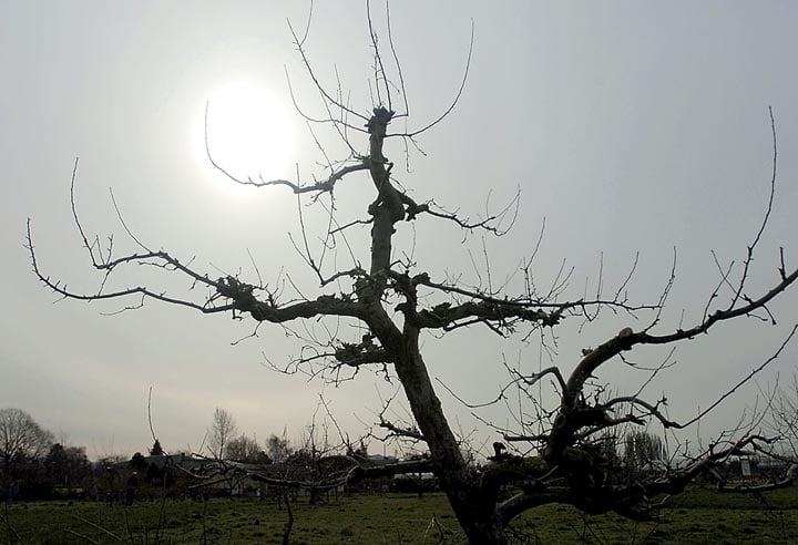 Pruning Fruit Trees in Oregon