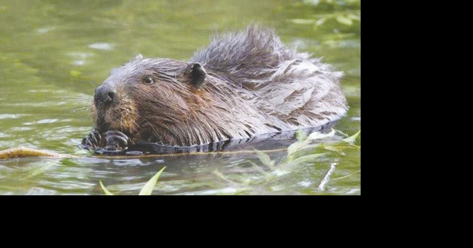 Beaver expert advocates for coexistence in Stanwood-Camano | News ...