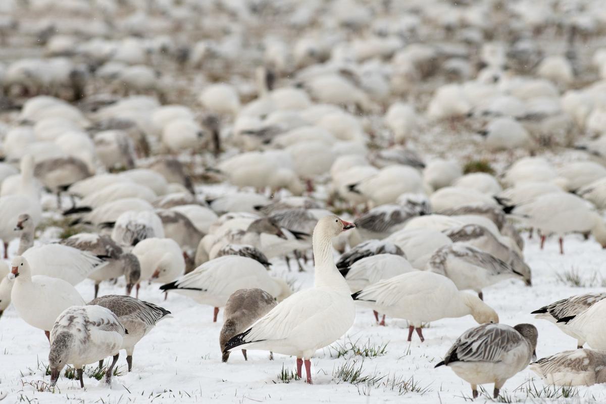 Photo Gallery Snow Geese In The Skagit Valley Goskagit Com