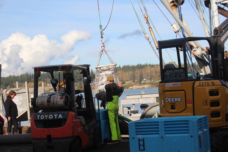 Fishing fleet unloads more than a million pounds of salmon in Anacortes