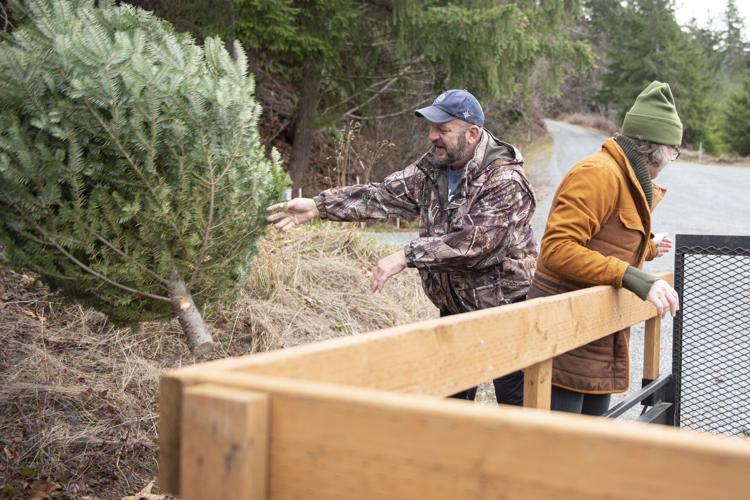 Local tree farm making good use of used Christmas trees Botany