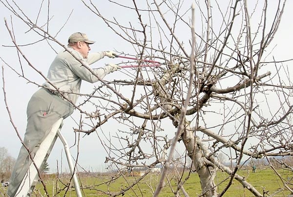 Pruning fruit trees in washington state